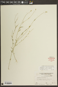 Polygala verticillata image