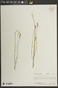 Polygala chapmanii image