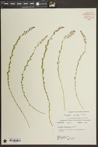 Polygala crenata image