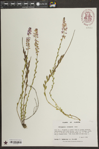 Polygala crenata image