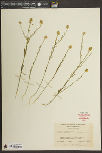 Polygala curtissii image