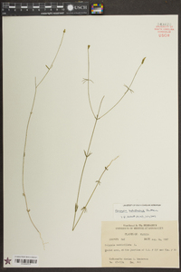 Polygala leptostachys image