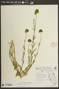 Polygala rugelii image