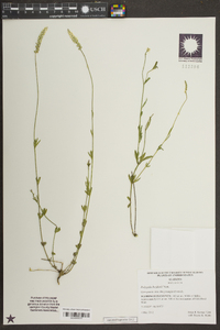 Polygala boykinii image