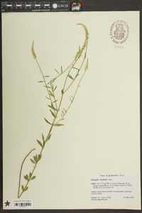 Polygala boykinii image