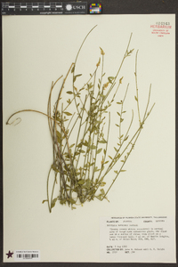 Polygala boykinii image