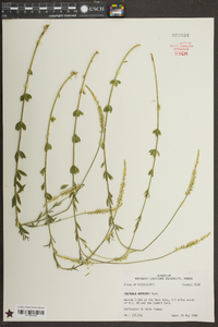 Polygala boykinii image