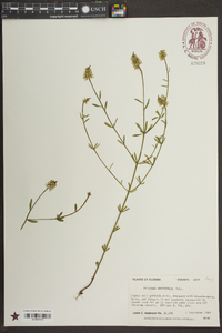 Polygala brevifolia image