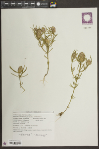 Polygala cruciata image