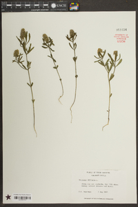 Polygala cruciata image