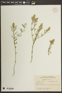 Polygala cruciata image