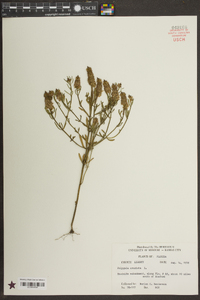 Polygala cruciata image