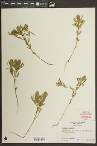 Polygala cruciata image