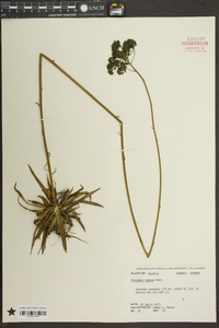 Polygala cymosa image