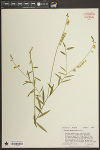 Asemeia grandiflora image