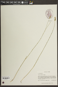 Polygala incarnata image