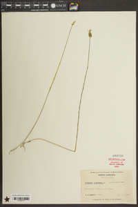 Polygala incarnata image