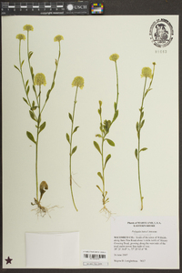 Polygala lutea image