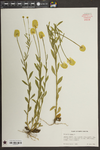 Polygala lutea image