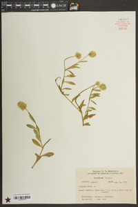 Polygala lutea image