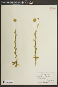 Polygala lutea image