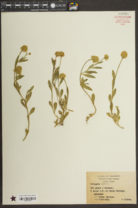 Polygala lutea image