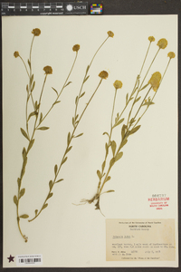 Polygala lutea image