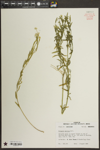 Polygala mariana image