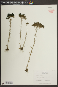 Polygala ramosa image