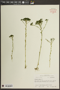 Polygala ramosa image