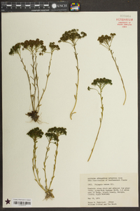 Polygala ramosa image