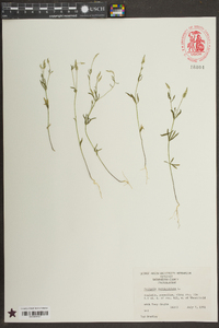 Polygala verticillata image