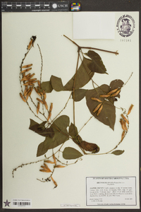 Brunnichia ovata image