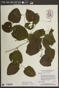 Brunnichia ovata image