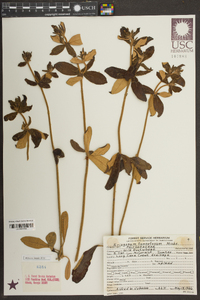 Eriogonum tomentosum image