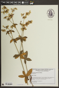 Eriogonum tomentosum image