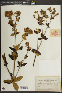 Eriogonum tomentosum image