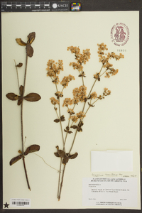 Eriogonum tomentosum image