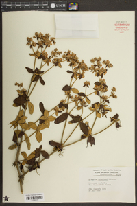 Eriogonum tomentosum image