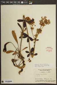 Eriogonum tomentosum image