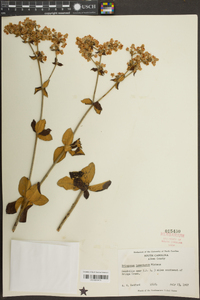 Eriogonum tomentosum image