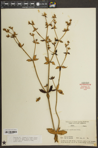 Eriogonum tomentosum image