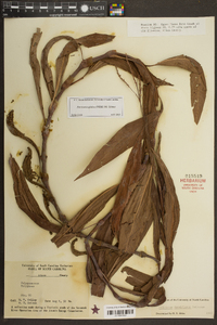 Persicaria glabra image