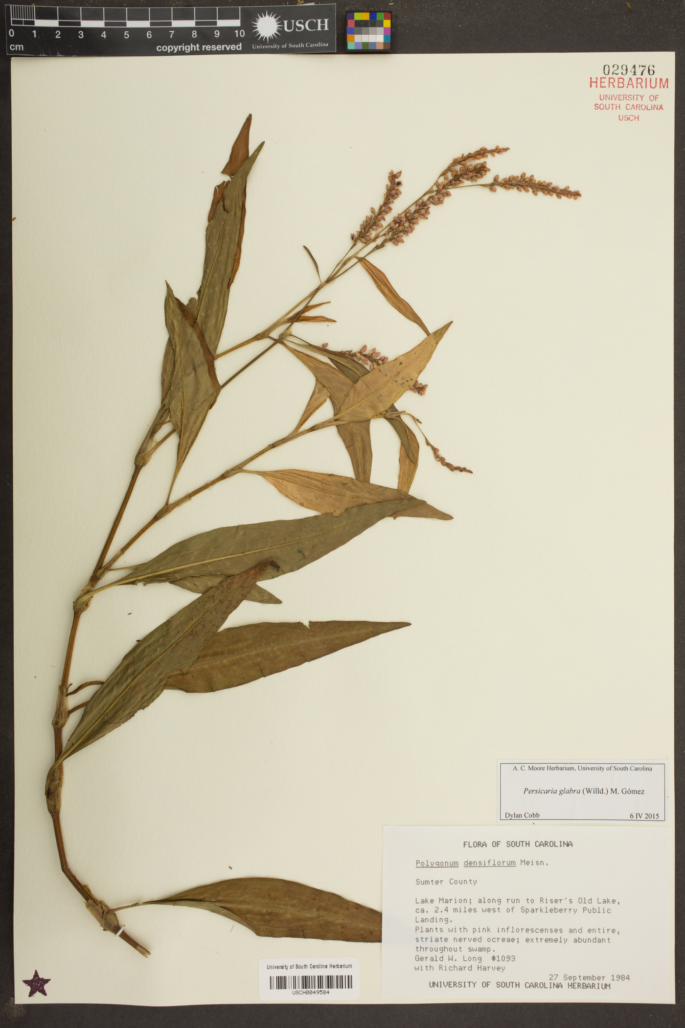 Persicaria glabra image