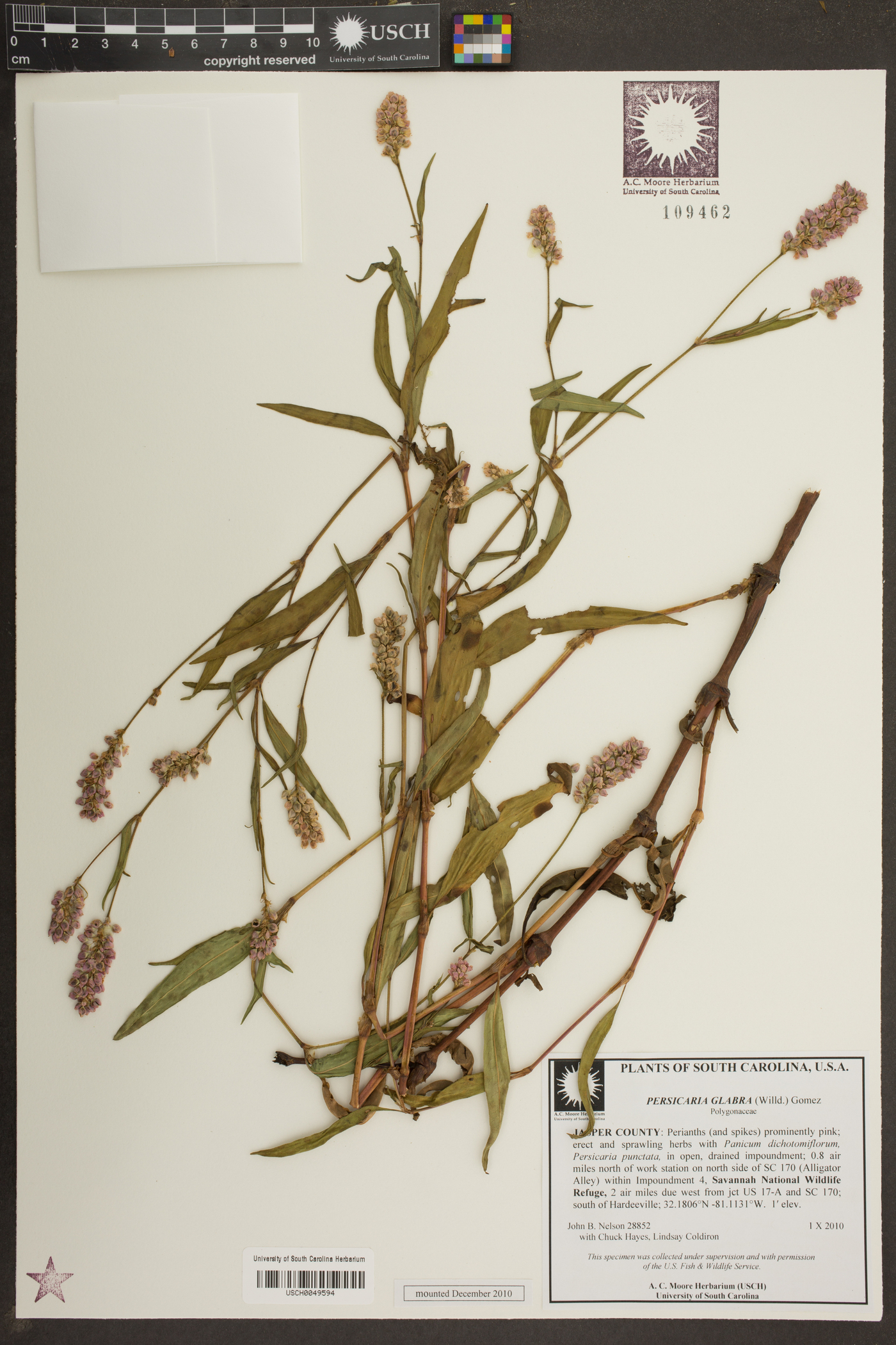 Persicaria glabra image