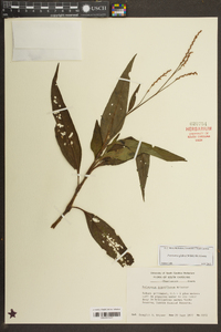 Persicaria glabra image