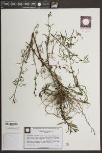 Ludwigia linifolia image