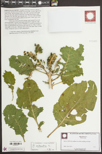 Phytolacca octandra image