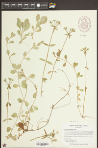 Phlox stolonifera image