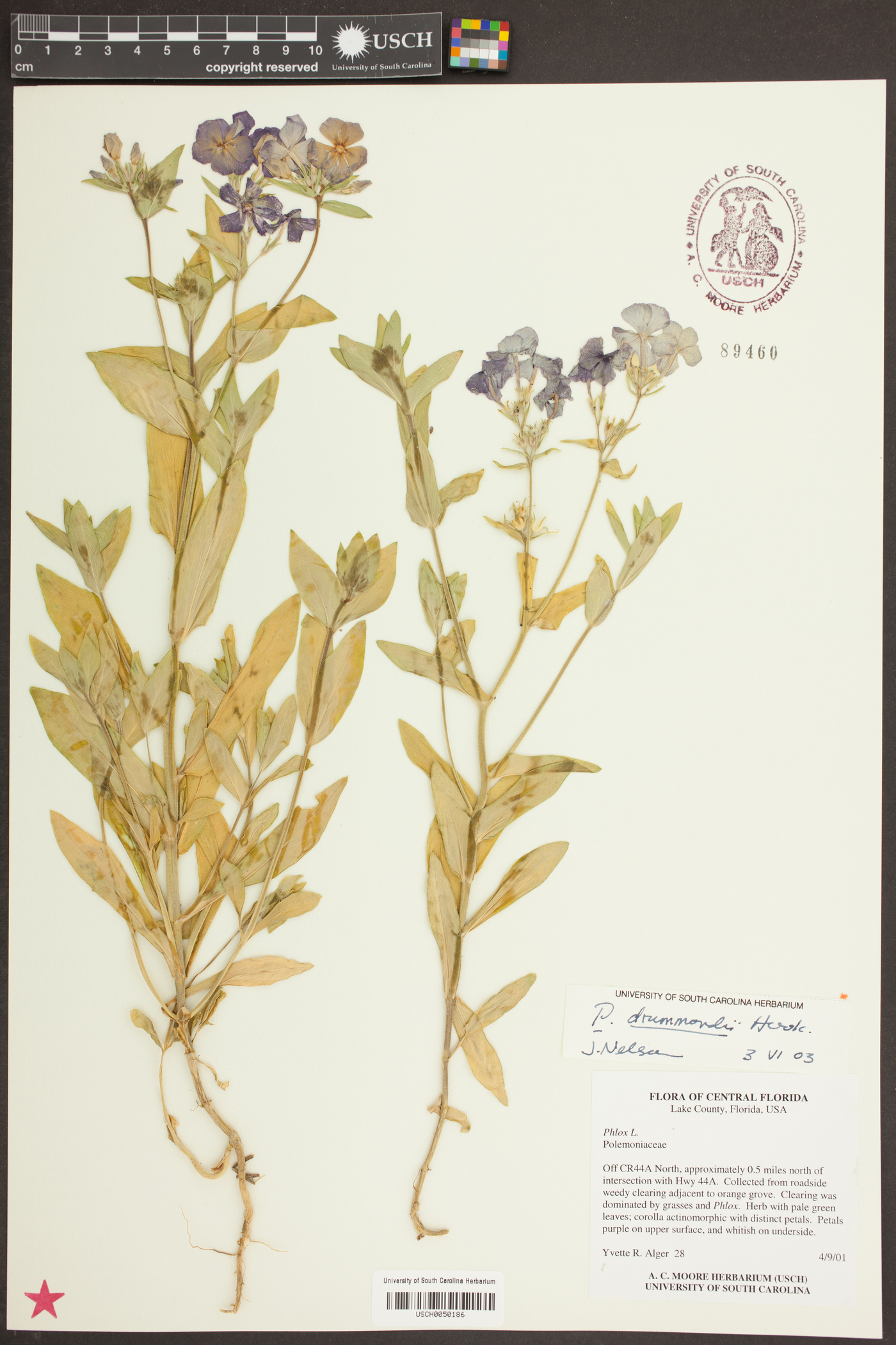 Phlox aculeata image